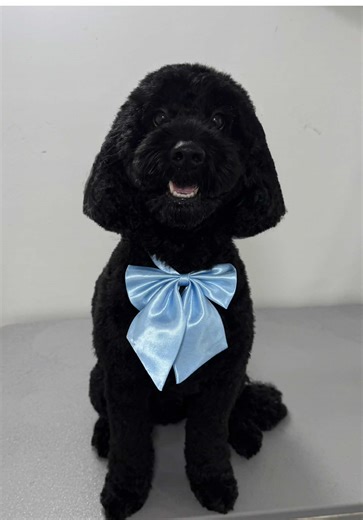 It’s exhausting being this cute!! 🤣✨🤍 #funny #dog #dogsleeping #funnydog #cockapoo