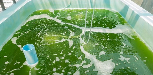 Algae can clean sewage without electricity or chemicals – we put it to the test in South Africa