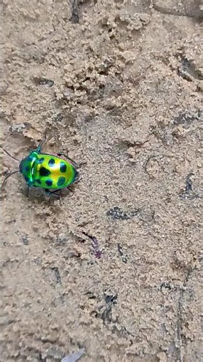 cute colourful insect 🐞🐞🪲🪲🦗🦗 #nature #garden #cute #colourful #insects #viral