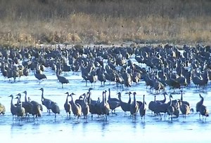 Here's a clip from the crane cam yesterday morning - the cranes are here in great numbers! | Rowe Sanctuary