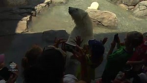 Winnipeg zoo's Journey to Churchill exhibit opens