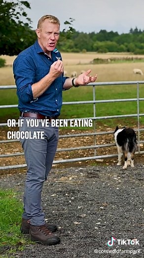 Sheepdog Training: Mastering the Shepherd Whistle with Gwen