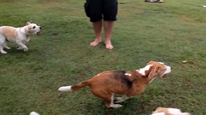 Watch a bunch of beagles lose their minds over a remote control car