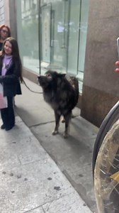 2.3K views · 38 reactions | the wolf after howling:  | TypicallyCaffeinated | Facebook