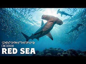 THE RED SEA | Where Dangerous Marine Life Thrives in Ancient Unexplored Waters