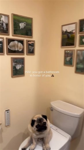 Eric Chavez on Instagram: "Pug poop, it's everywhere.. Follow @wonton.of.fun 🐾"