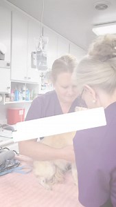 The 2025 theme of National Veterinary Technicians Week is “Paths to Success” recognizing the unique journeys vet med professionals took to earn skilled certifications. Credentialed veterinary technicians serve in general practice, emergency and specialty care, classrooms, laboratories, research, industry, and public health. Today we spotlight Allyn one of our incredible RVTs! Her journey through veterinary medicine has been nothing short of inspiring — from starting out in small animal practice,