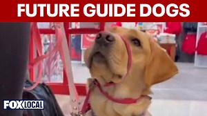 University of Maryland students train future guide dogs