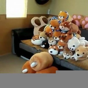 93K views · 1.2K reactions | Shiba Inu Plushie Implosion! source / credit: https://www.instagram.com/shibainu_kenta_nonta/ | My First Shiba Inu | Facebook