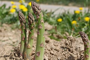 How to Grow Asparagus: A Perennial Favorite That Keeps Giving