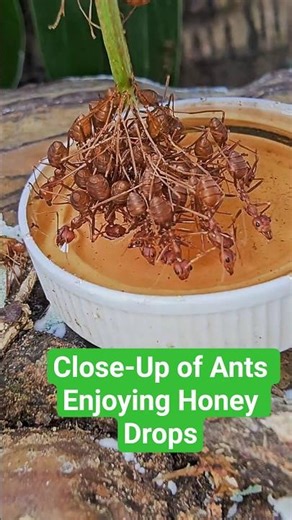 Close-Up of Ants Enjoying Honey Drops