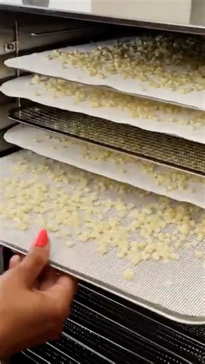 Dehydrating Corn To Make Cornmeal! #shorts #homestead #diy #cooking