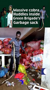 11K views · 201 reactions | Massive cobra huddles inside green brigades garbage sack #VavaSuresh #SnakeMaster #SnakeRescue #MalayalamVideos | Snakemaster | Facebook
