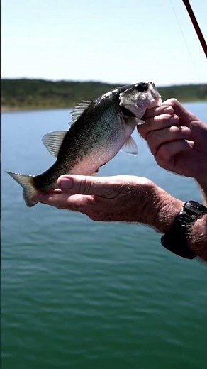 CATCHING SCHOOLING FISH #BassProShops #RangerBoats #YamahaOutboards #FishGarmin #Fishing
