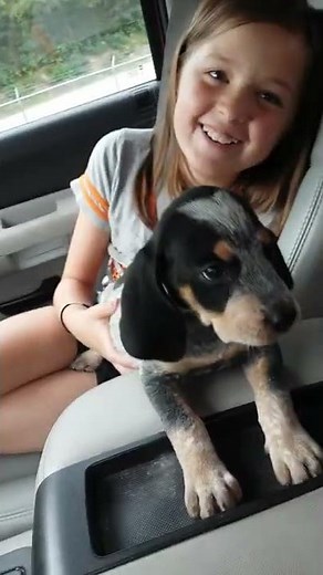 Our Bluetick Coonhound baying