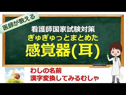 感覚器(耳)の構造と機能、難聴、メニエール病について解説【看護師国家試験対策】