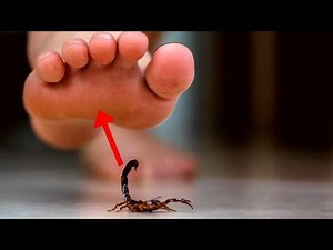 When Scorpions Attack