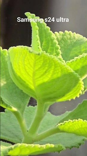 See the sharpness of the edges and colour vibrance _ Samsung s24 ultra