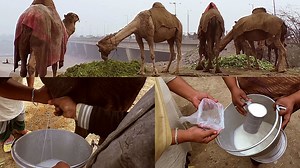 324K views · 1.9K reactions | Pure Camel Milk Doosray Milk Se Kitna Different Hai? - Camel Milk Sale Karne Walon Ke Inkishafat #CamelMilk #RaviRiver #Lahore | UrduPoint Videos | Facebook