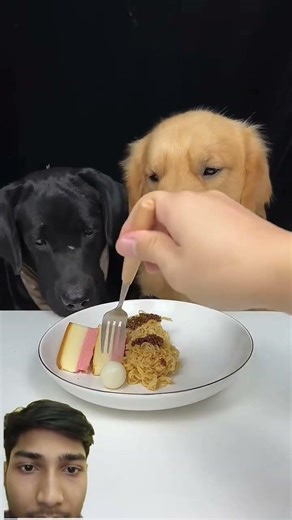 Dogs eating 🫠🌹 #funny