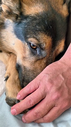 This Is What Loyalty Looks Like. German Shepherd. #gsd #workingdogs #bestfriend