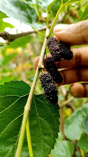 Mulberry Fruit Plucking #shorts