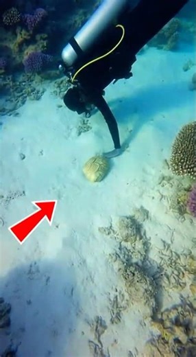 Diver Uncovers Priceless Golden Treasure in Reflective Reef – Worth $236K!” #underwatertreasure
