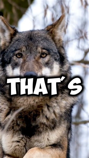 🐺Epic Wolf Moments! Wild & Fearless Nature 🏞️ #Wolf #Wildlife #Animals #Nature #EpicMoments