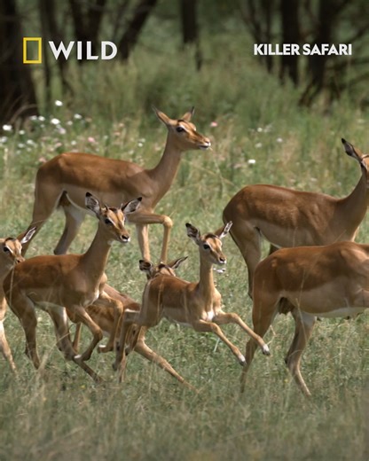 509K views · 12K reactions | African wild dogs are considered one of the most successful hunters in the world, using endurance and instinct to hunt their prey. This wild dog pack tracks a young impala separated from its herd. However, impala have instincts of their own to avoid predation. Watch Killer Safari on Fridays at 8pm on National Geographic WILD UK. | National Geographic UK | Facebook