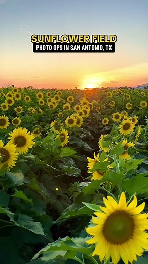 🌻 SUNFLOWERS are back at @Traders Village San Antonio! Walk through their 10-Acre maze of flowers and take tons of beautiful pictures! 🌻OPEN🌻 Fridays Only: 6pm-9pm (Sunset Pictures) Sat: 9am-6pm, Sun: 9am-5pm 📍9333 SW Loop 410 #sanantoniotx #sanantoniotexas #thingstodoinsanantonio #sunflowers #sunflowerfield