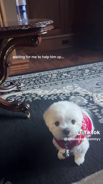 when I pick him up he jumps with his back legs to “help” me 🥹 | my dog