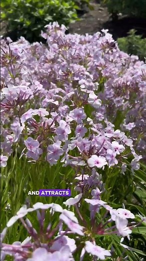 A Gorgeous Phlox That's Worth a Spot in Every Garden