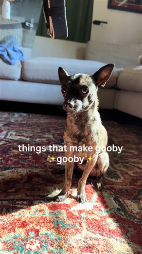 Meet Gooby, the Adorable Chihuahua Star