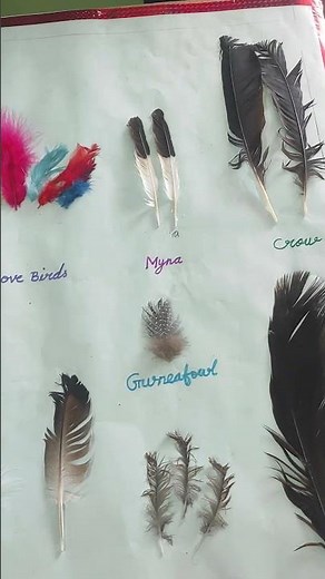 #birds feathers#types of feathers#feathers#science project#sacred heart public school CBSE