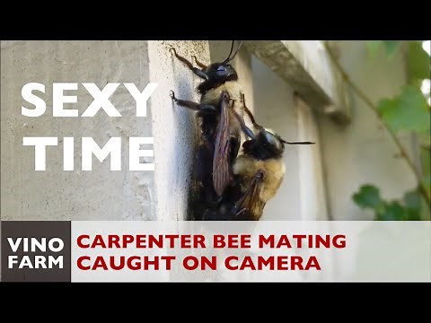 Carpenter Bees Mating