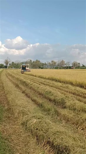 SALAM 20% & 21%#oripadi🌾 #mesinpadiutara #mesinpadimalaysia @sudin_101 @syazwaannnn