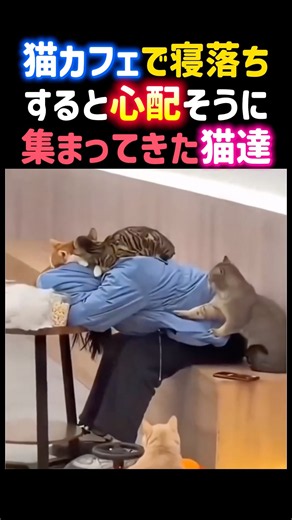 猫カフェで寝落ちすると心配そうに集まってきた猫達。 #癒し #可愛い #猫 #猫カフェ #cat #cute #shorts