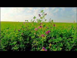 Relaxing Meadow with Ambient Nature Sounds, Wildflowers - 8 Hours