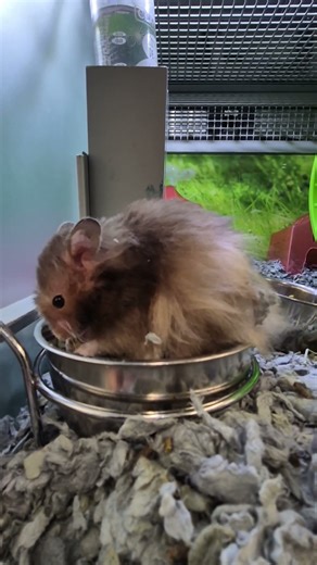 Hamster in the bowl,eating 🐹