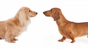Difference Between Dachshund and Dotson
