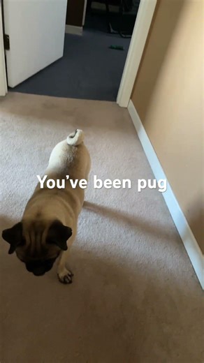 ￼Pug