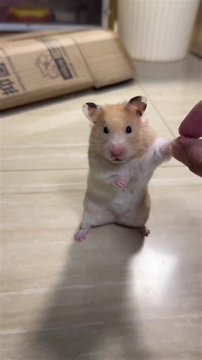 #hamster #hamsterhoinach #chuothoinach | Hamsters