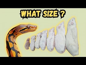 What Size Rodent Should You Feed Your Snake | Complete Feeding Guide