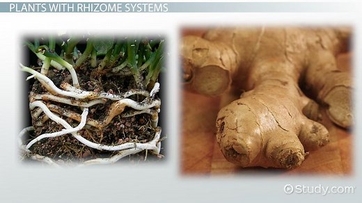 Rhizomes | Definition, Function, & Examples