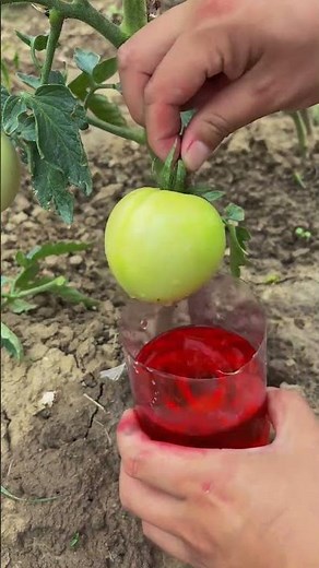The cultivation method for high quality tomatoes