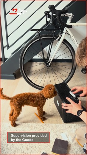 This Dog’s Got Front Row Seats for Every Adventure! | iHeartDogs