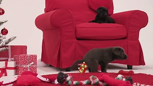 You can't be cute without a little poop! 💩 | Animal Planet