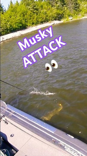 BIG Canadian Musky ATTACKS Lure at Boatside 😱😮#muskyfishing #musky #muskie #canada #fishing #fish
