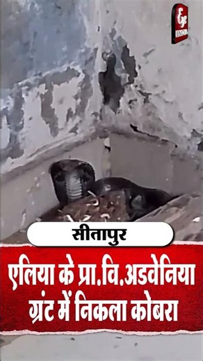 Sitapur- एलिया के प्रा.वि.अडवेनिया ग्रंट में निकला कोबरा