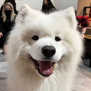 chuchuwo - Twitch